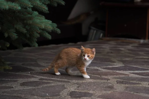 Cute Kitten Stony Ground — Stock Photo, Image