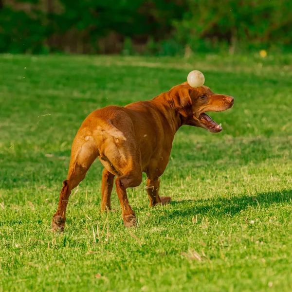 Красивый Снимок Собаки Играющей Зеленом Поле Днем — стоковое фото