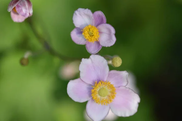 Close Shot Rosehip Flower Isolated Blurred Nature Background — Stock Photo, Image