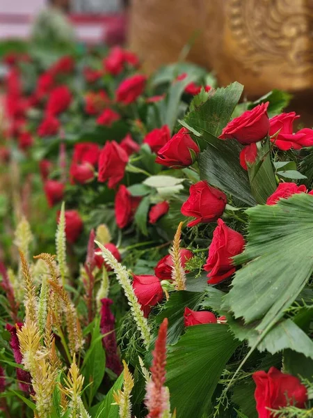 Вертикальный Крупный План Красных Роз Саду — стоковое фото