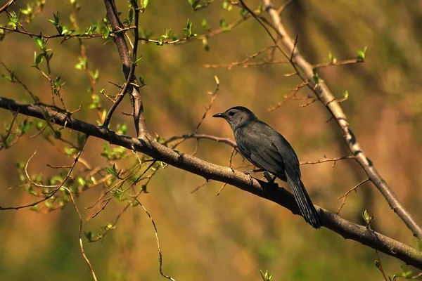 Gray Catbird Perched Wooden Tree Branch Forest Sunny Day — Stock Photo, Image