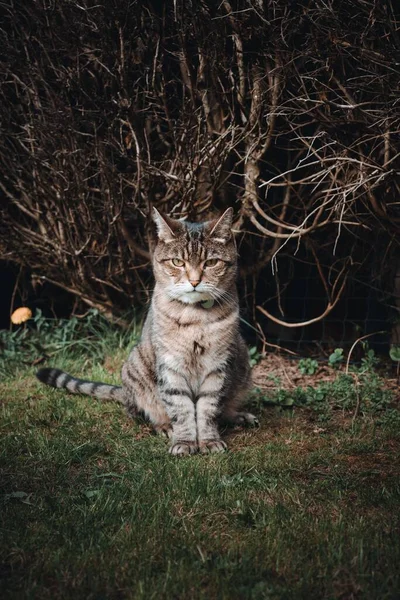 갈색화난 고양이의 울타리 — 스톡 사진