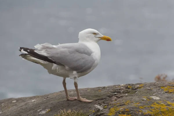 Closeup Cute Seagull Standing Rock Blurred Background — Stock Photo, Image