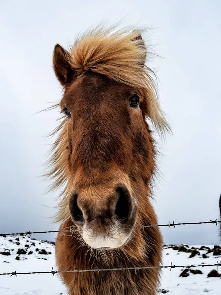 Närbild Isländsk Brun Häst Bakom Ledningarna Ett Snöigt Fält — Stockfoto