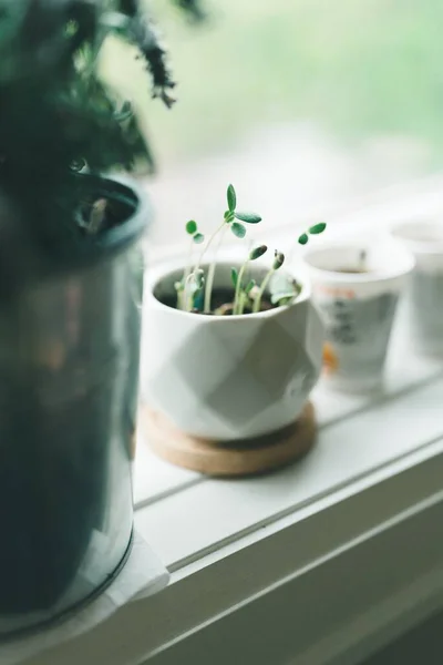 Disparo Vertical Una Planta Verde Creciendo Una Taza Una Repisa —  Fotos de Stock