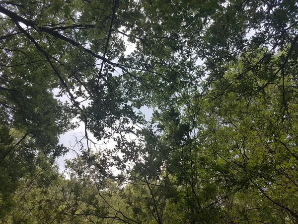 森の中で育つ木の低角度ショット — ストック写真