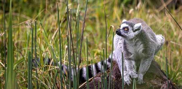 Uroczy Lemur Pierścieniem Ogonie Siedzący Kamieniu Bawiący Się Roślinami — Zdjęcie stockowe