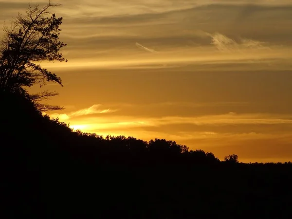 Een Silhouet Van Bomen Onder Gele Lucht Tijdens Zonsondergang — Stockfoto