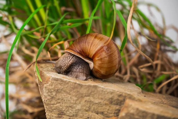 Gros Plan Escargots Romains Sur Fond Blanc — Photo