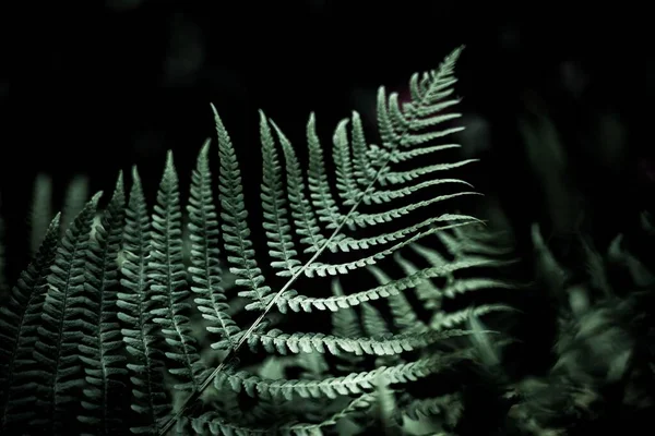 Closeup Fern Leaves Shadows Sunlight — Stock Photo, Image