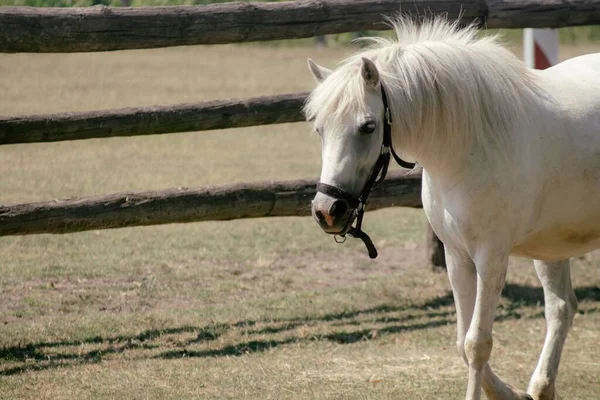 Mladý Bílý Kůň Kráčí Farmě — Stock fotografie