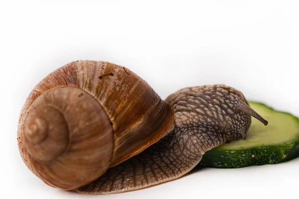 Primer Plano Caracol Romano Pepino Sobre Fondo Blanco —  Fotos de Stock