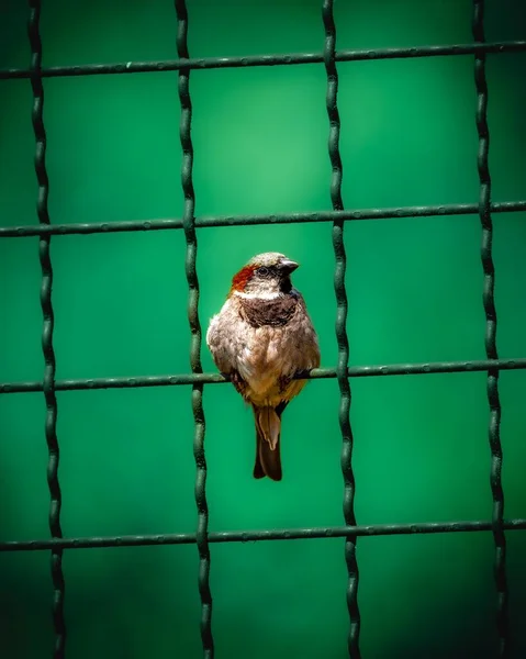 緑の背景を持つ檻線の上に立つ古い世界の雀の垂直ビュー — ストック写真