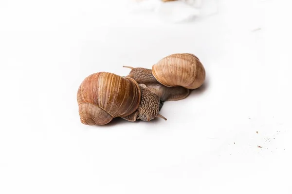 Closeup Shot Roman Snails White Background — Stock Photo, Image