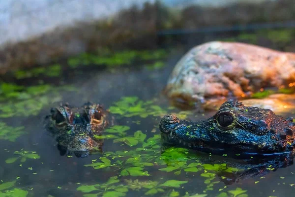 Closeup Shot Crested Crocodiles Floating Water — Stock Photo, Image