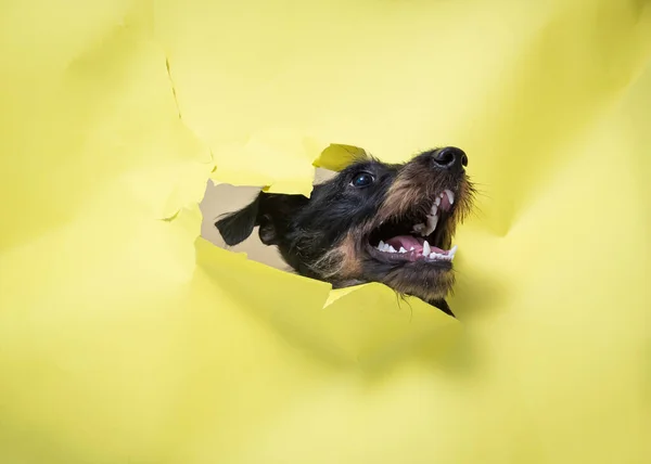 Closeup Jagdterrier Sticking Out Its Head Yellow Paper Background — Stock Photo, Image