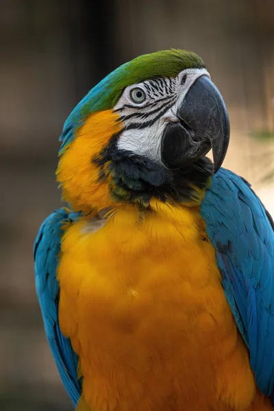 Tiro Vertical Papagaio Colorido Fundo Borrado — Fotografia de Stock