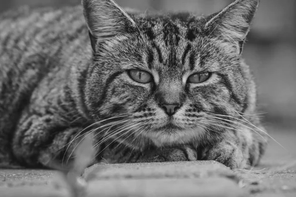 Eine Nahaufnahme Graustufenaufnahme Einer Süßen Raubkatze Die Die Kamera Schaut — Stockfoto