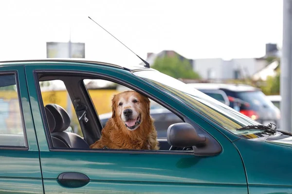 The dog in the window of the car, waiting for its owner.