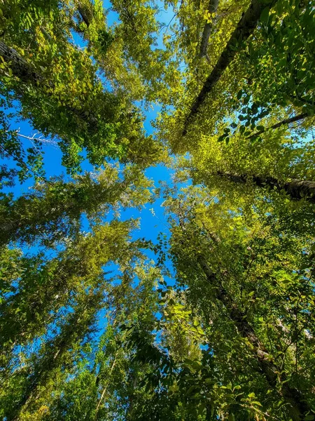 Tiro Vertical Baixo Ângulo Árvores Verdes Contra Fundo Céu Azul — Fotografia de Stock