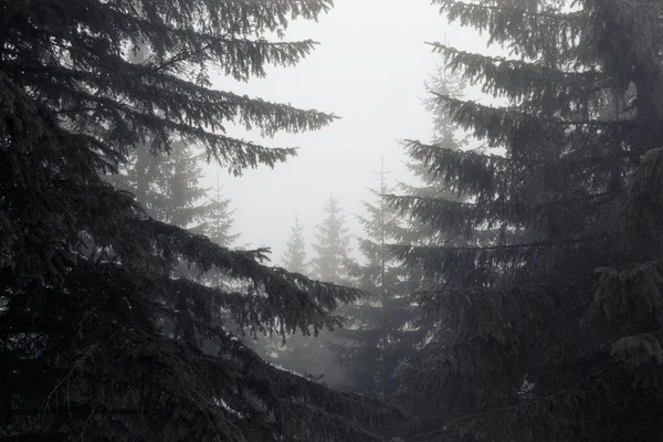 Grijze Lucht Tussen Sparren Bomen Een Sombere Dag — Stockfoto