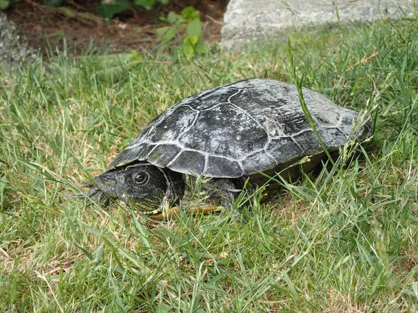 Gros Plan Une Jolie Turtule Sur Herbe — Photo