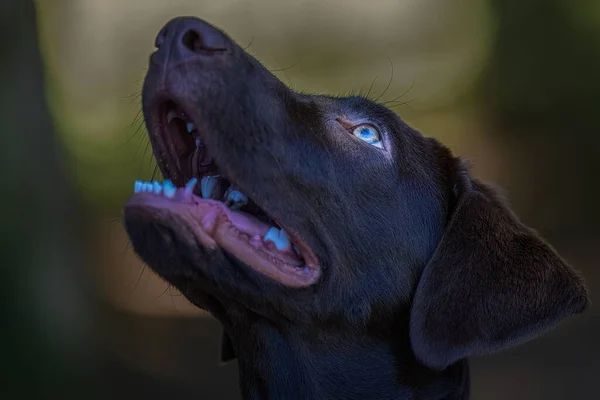Hermoso Retrato Joven Labrador Chocolate Mirando Sobre Fondo Borroso —  Fotos de Stock