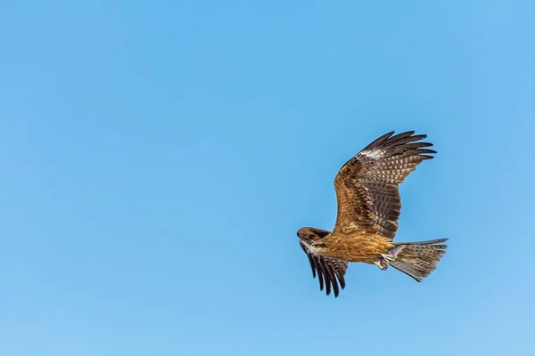 青い雲のない空を飛ぶ茶色と白の羽を持つ鷹 — ストック写真