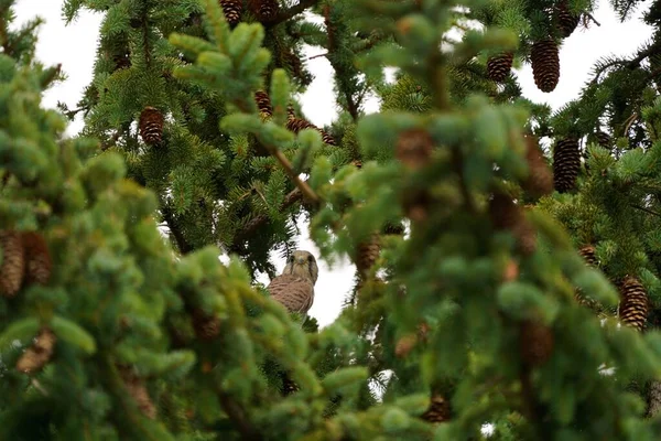 Çam Ağacına Tünemiş Bir Şahin — Stok fotoğraf