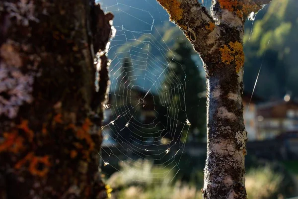 Closeup Spider Web Trees Sunlight — Stock Photo, Image