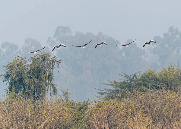Eine Schöne Aufnahme Von Graugänsen Flug Feuchtgebieten Über Bäume — Stockfoto