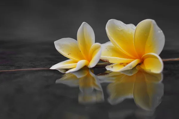 Une Belle Plumeria Fleurit Sur Une Surface Humide Avec Réflexion — Photo