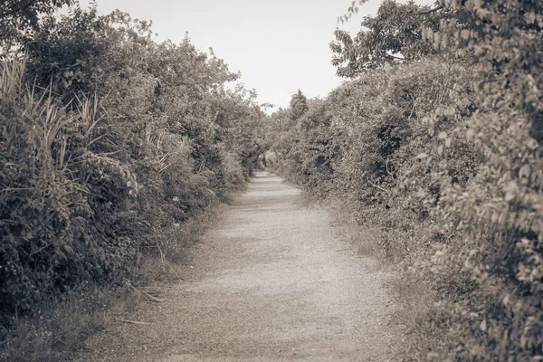 Серый Снимок Прогулочной Тропы Лесу — стоковое фото