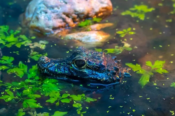 Zbliżenie Krokodyla Unoszącego Się Wodzie — Zdjęcie stockowe