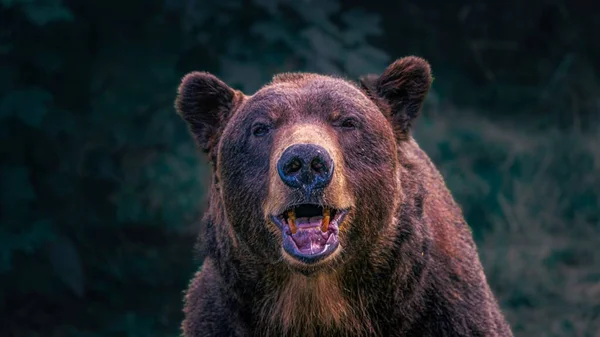 Detailní Portrét Medvěda Grizzlyho Otevřenou Tlamou Před Zelenými Listnatými Rostlinami — Stock fotografie