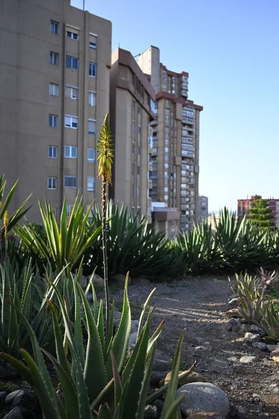 Planten Aloë Vera Met Opbouw Achtergrond — Stockfoto