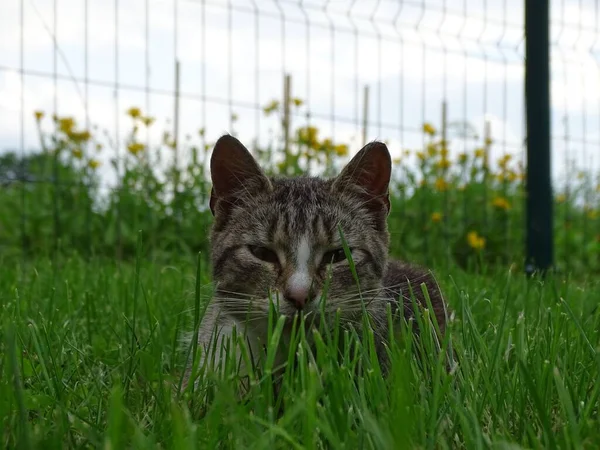 Çimenli Zeminde Uzanan Çizgili Gri Bir Kedi — Stok fotoğraf