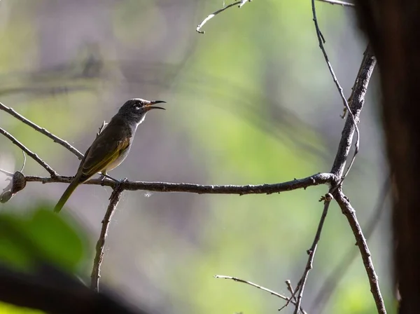 Zbliżenie Brązowego Honeyeater Usiadł Gałęzi Drzewa — Zdjęcie stockowe