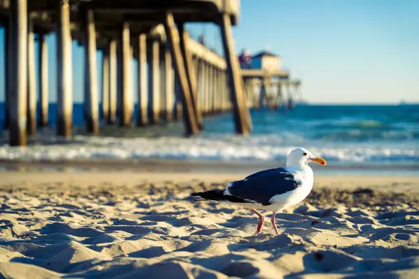 Seagull Bird Sand — Stock Photo, Image