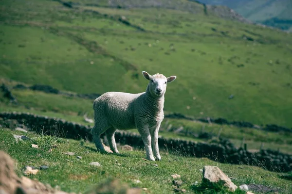 阳光灿烂的日子 一只可爱的小羊在绿茵的草地上 — 图库照片