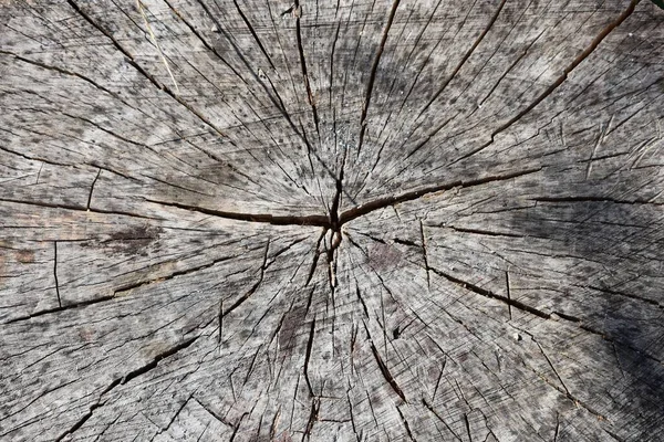 Natural Wood Texture Tree Stump Vintage Background — Stock Photo, Image