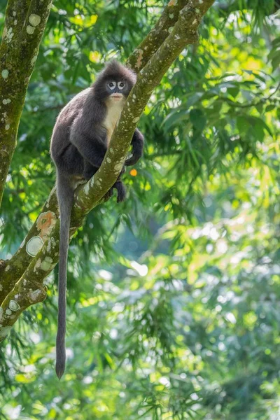 Vertikální Záběr Opice Phayrova Listu Stromě — Stock fotografie