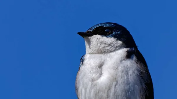 Een Closeup Van Een Boom Zwaluw Tegen Een Wolkeloze Blauwe — Stockfoto