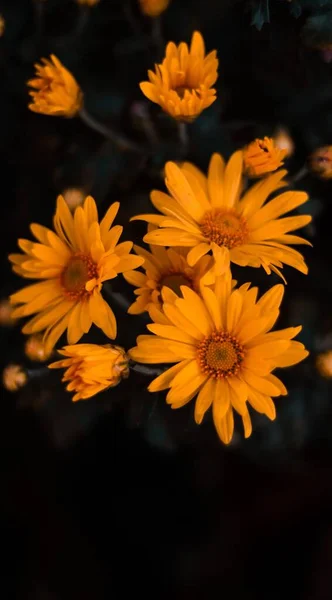 Las Flores Amarillas Gerberas Que Crecen Campo —  Fotos de Stock