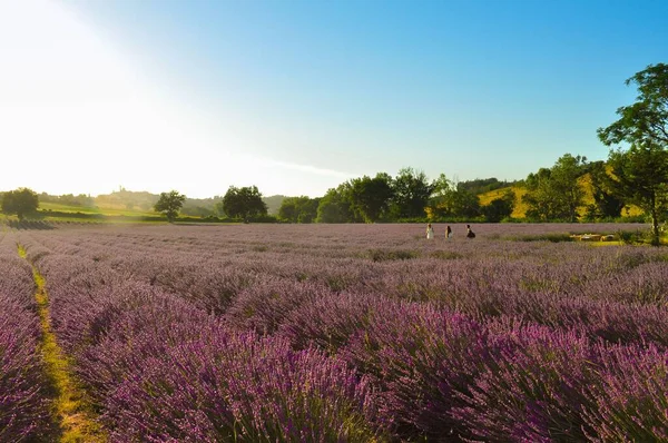 Grande Campo Lavanda Plena Floração Colorida Pôr Sol Verão Com — Fotografia de Stock