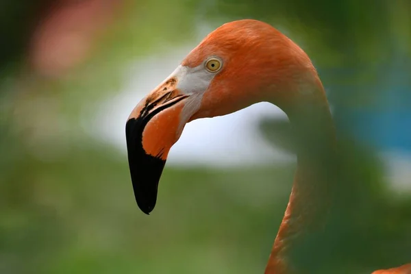 Yeşil Arka Planda Bir Amerikan Flamingosunun Yakın Plan Portresi — Stok fotoğraf