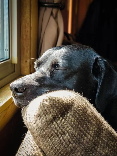 Det Vertikala Porträttet Svart Labrador Som Sover Kudden — Stockfoto