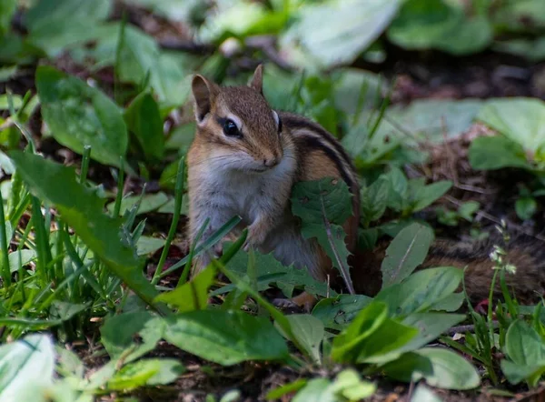 Ein Niedliches Streifenhörnchen Auf Dem Boden Mit Blättern — Stockfoto