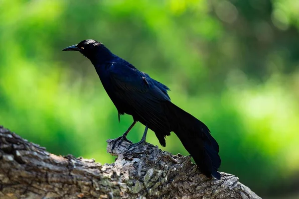 Curioso Grackle Cauda Grande Descansando Galho Fundo Verde Desfocado Tiro — Fotografia de Stock