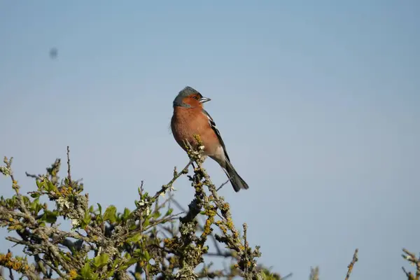 Een Close Van Een Gemeenschappelijke Chaffinch Takken Een Blauwe Achtergrond — Stockfoto